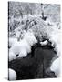 Central Park Snow and Stream-Yoni Teleky-Stretched Canvas