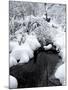 Central Park Snow and Stream-Yoni Teleky-Mounted Art Print