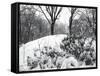 Central Park Snow Covered Trees I-Yoni Teleky-Framed Stretched Canvas