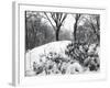 Central Park Snow Covered Trees I-Yoni Teleky-Framed Art Print