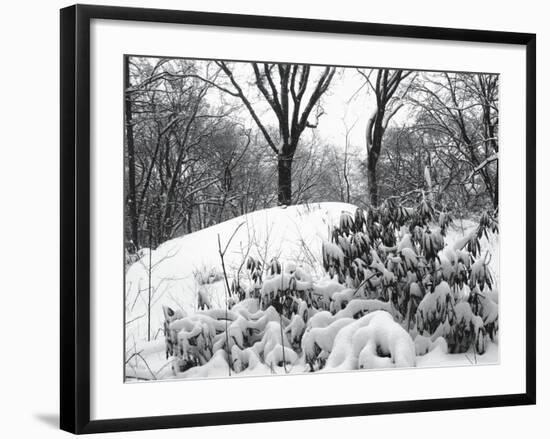 Central Park Snow Covered Trees I-Yoni Teleky-Framed Art Print