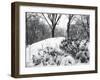 Central Park Snow Covered Trees I-Yoni Teleky-Framed Art Print