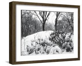 Central Park Snow Covered Trees I-Yoni Teleky-Framed Art Print