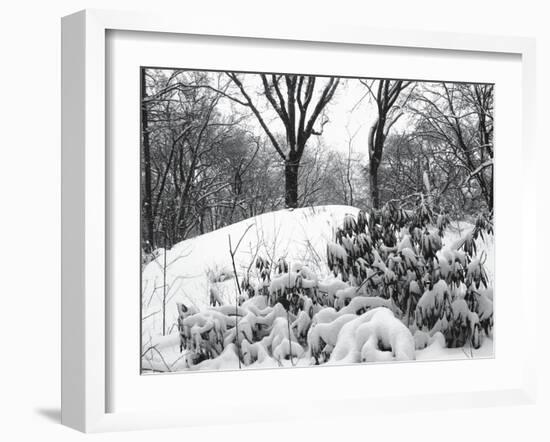 Central Park Snow Covered Trees I-Yoni Teleky-Framed Art Print