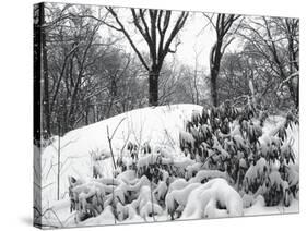 Central Park Snow Covered Trees I-Yoni Teleky-Stretched Canvas