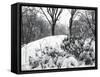 Central Park Snow Covered Trees I-Yoni Teleky-Framed Stretched Canvas