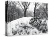Central Park Snow Covered Trees I-Yoni Teleky-Stretched Canvas