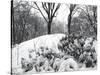 Central Park Snow Covered Trees I-Yoni Teleky-Stretched Canvas