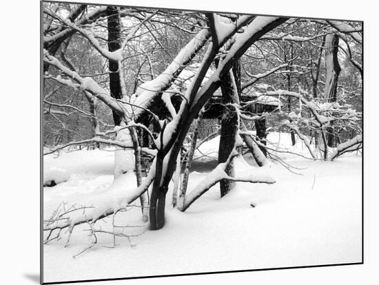 Central Park Snow Covered Trees II-Yoni Teleky-Mounted Art Print