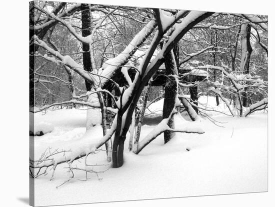 Central Park Snow Covered Trees II-Yoni Teleky-Stretched Canvas