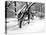 Central Park Snow Covered Trees II-Yoni Teleky-Stretched Canvas