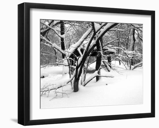 Central Park Snow Covered Trees II-Yoni Teleky-Framed Art Print