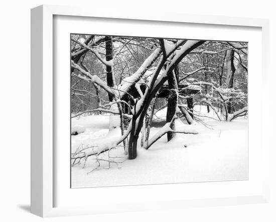 Central Park Snow Covered Trees II-Yoni Teleky-Framed Art Print