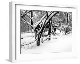 Central Park Snow Covered Trees II-Yoni Teleky-Framed Art Print