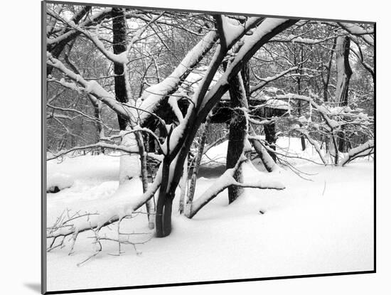 Central Park Snow Covered Trees II-Yoni Teleky-Mounted Art Print