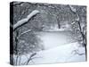 Central Park Winter Lake I-Yoni Teleky-Stretched Canvas