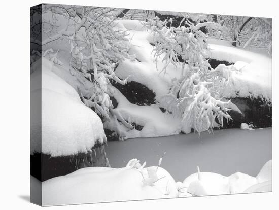 Central Park Winter Lake II-Yoni Teleky-Stretched Canvas