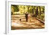 Central Park-1020 Productions-Framed Photographic Print