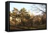 Central Park-Philippe Hugonnard-Framed Stretched Canvas