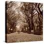 Central Park-Sasha Gleyzer-Stretched Canvas