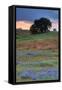 Central Valley Storm Late Afternoon-Vincent James-Framed Stretched Canvas