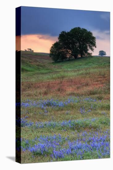 Central Valley Storm Late Afternoon-Vincent James-Stretched Canvas