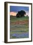 Central Valley Storm Late Afternoon-Vincent James-Framed Photographic Print