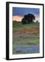 Central Valley Storm Late Afternoon-Vincent James-Framed Photographic Print