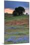 Central Valley Storm Late Afternoon-Vincent James-Mounted Photographic Print