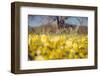 Central Valley Wildflowers in Spring Design, California Paso Robles-Vincent James-Framed Photographic Print