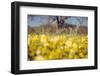 Central Valley Wildflowers in Spring Design, California Paso Robles-Vincent James-Framed Photographic Print