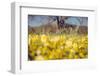Central Valley Wildflowers in Spring Design, California Paso Robles-Vincent James-Framed Photographic Print