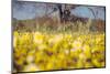 Central Valley Wildflowers in Spring Design, California Paso Robles-Vincent James-Mounted Photographic Print