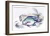 Centrarchus Cyanopterus-Robert Hermann Schomburgk-Framed Art Print