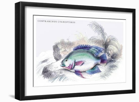 Centrarchus Cyanopterus-Robert Hermann Schomburgk-Framed Art Print