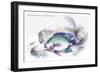 Centrarchus Cyanopterus-Robert Hermann Schomburgk-Framed Art Print