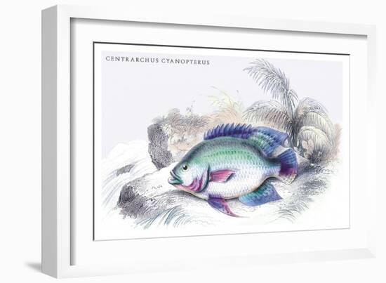 Centrarchus Cyanopterus-Robert Hermann Schomburgk-Framed Art Print