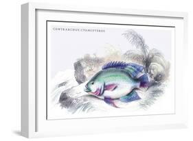 Centrarchus Cyanopterus-Robert Hermann Schomburgk-Framed Art Print