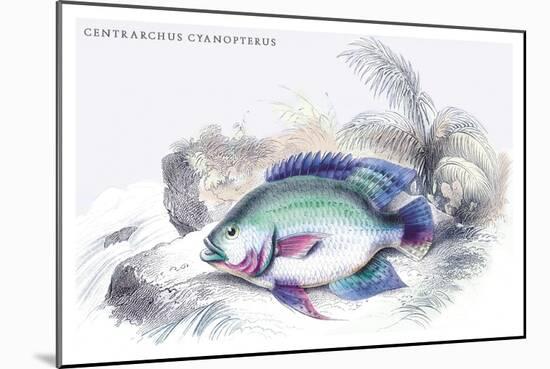 Centrarchus Cyanopterus-Robert Hermann Schomburgk-Mounted Art Print