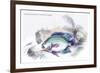 Centrarchus Cyanopterus-Robert Hermann Schomburgk-Framed Art Print