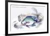 Centrarchus Cyanopterus-Robert Hermann Schomburgk-Framed Art Print