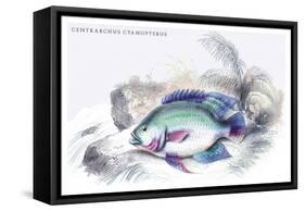 Centrarchus Cyanopterus-Robert Hermann Schomburgk-Framed Stretched Canvas