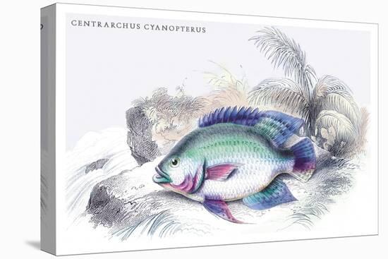 Centrarchus Cyanopterus-Robert Hermann Schomburgk-Stretched Canvas