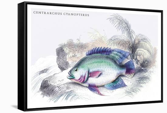 Centrarchus Cyanopterus-Robert Hermann Schomburgk-Framed Stretched Canvas