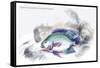 Centrarchus Cyanopterus-Robert Hermann Schomburgk-Framed Stretched Canvas