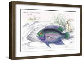 Centrarchus Niger-Robert Hermann Schomburgk-Framed Art Print