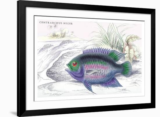 Centrarchus Niger-Robert Hermann Schomburgk-Framed Art Print