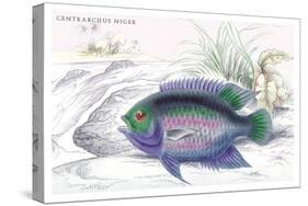 Centrarchus Niger-Robert Hermann Schomburgk-Stretched Canvas