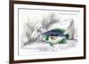 Centrarchus Rustratus-Robert Hermann Schomburgk-Framed Art Print