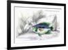 Centrarchus Rustratus-Robert Hermann Schomburgk-Framed Art Print